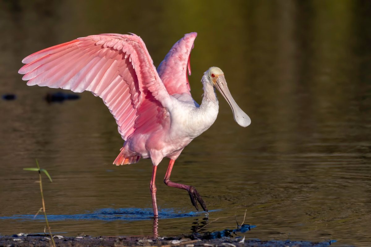 roseate spoonbill bird walking through shallow water